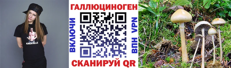 Псилоцибиновые грибы Cubensis  сколько стоит  Качканар 